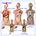PNT-0322cc corps humain en plastique de torse modèle anatomique